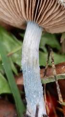 Stropharia pseudocyanea