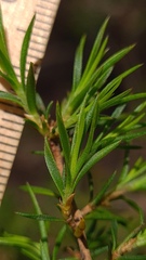 Leptospermum arachnoides