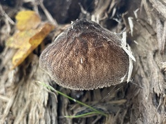 Pluteus umbrosus
