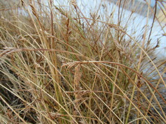 Blysmus sinocompressus