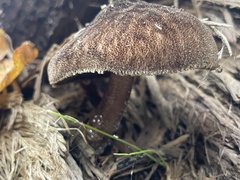 Pluteus umbrosus
