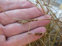 Blysmus sinocompressus