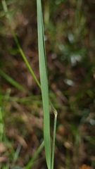 Tetrarrhena juncea