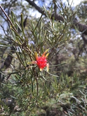 Lambertia formosa