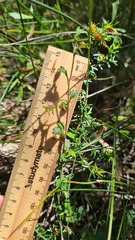 Xanthosia tridentata