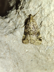Hellula undalis
