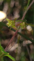 Xanthosia tridentata
