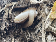 Pluteus umbrosus