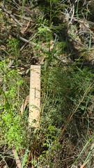 Lindsaea microphylla