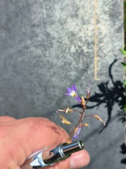Lobelia erinus