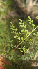 Lindsaea microphylla