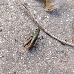 Chorthippus dorsatus