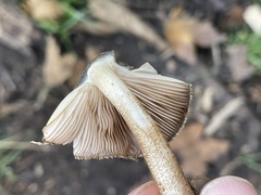Pluteus umbrosus