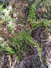 Gleichenia dicarpa
