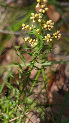 Lomandra obliqua