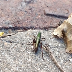 Chorthippus dorsatus