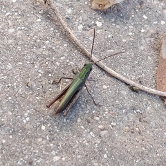 Chorthippus dorsatus