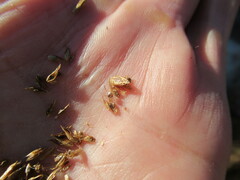 Blysmus sinocompressus