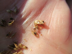 Blysmus sinocompressus