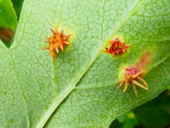 Gymnosporangium clavariiforme