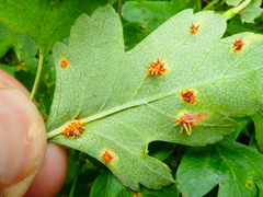 Gymnosporangium clavariiforme