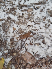 Goniaea australasiae