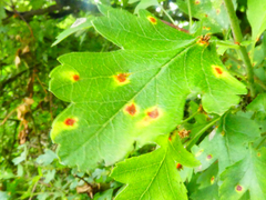 Gymnosporangium clavariiforme