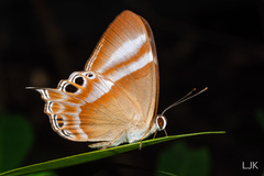 Abisara savitri