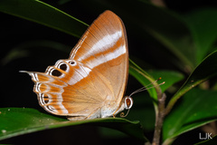 Abisara savitri