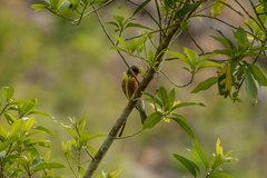 Fringilla coelebs gengleri