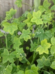 Hydrocotyle acutiloba