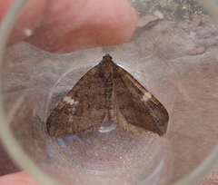 Larentia malvata