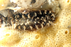 Acanthochitona pilsbryi