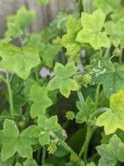 Hydrocotyle acutiloba