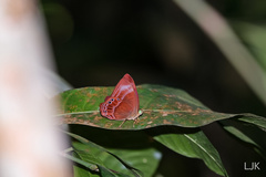 Abisara geza