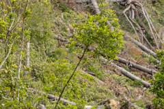 Fringilla coelebs gengleri