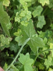 Hydrocotyle acutiloba