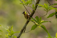 Fringilla coelebs gengleri