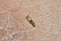 Stathmopoda auriferella