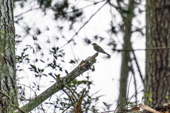 Fringilla coelebs gengleri