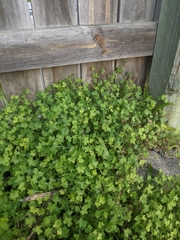 Hydrocotyle acutiloba