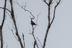 Fringilla coelebs gengleri