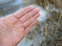 Agrostis stolonifera