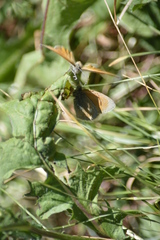 Coenonympha rhodopensis