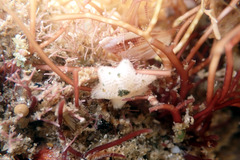 Meridiastra