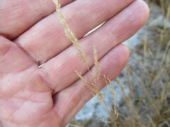 Agrostis stolonifera