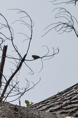 Fringilla coelebs gengleri