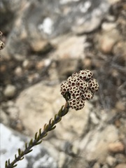 Phylica ericoides