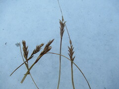 Blysmus sinocompressus