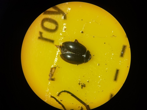 Scirtes hemisphaericus, 9261 Eastermar, Netherlands, photo 8 of 10